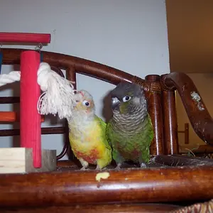Birds