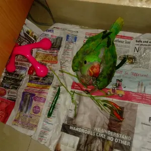 My Indian Parrot