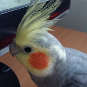 My Cockatiel