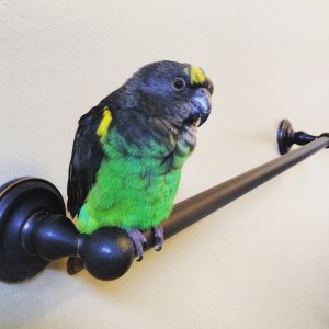 Derby The Meyers Parrot