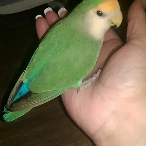 Gracie