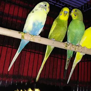 Media 'Joey' in category 'Congo & Timneh Greys'