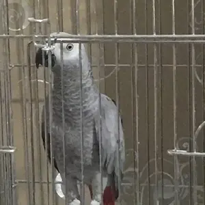 Happy Behind Cage