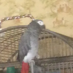 Media 'Harley' in category 'Congo & Timneh Greys'