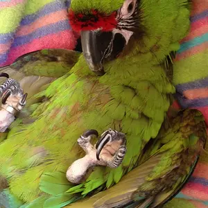 Maui, Military Macaw