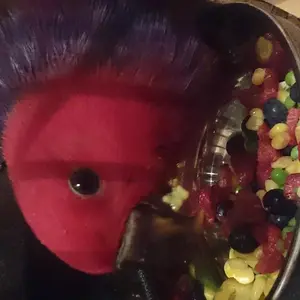 Yummy - Orange
