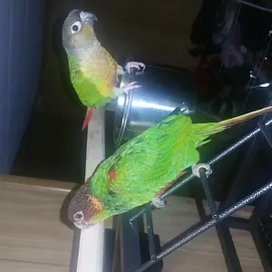 My Guys