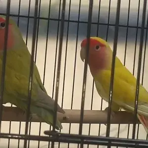 Are They Male And Female