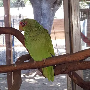 Perch