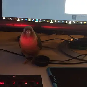 Coconut