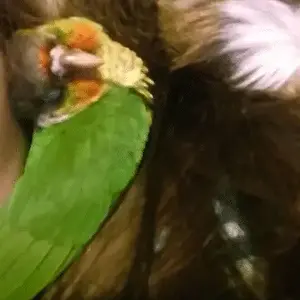 Sleepy Jojo!