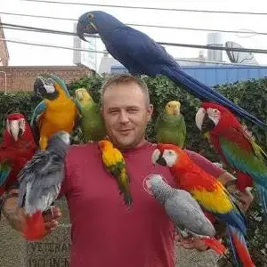 Media 'Parrots' in category 'Congo & Timneh Greys'