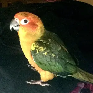 My Crazy Crazy Baby  Boy