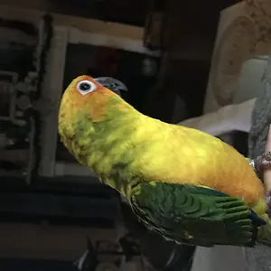 Stella