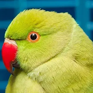 Indian Ringneck Age Identification