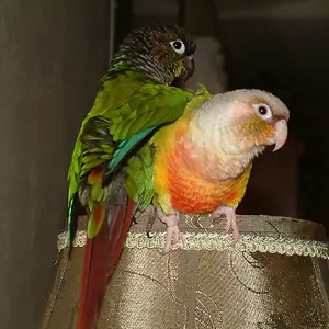 Seymour &  Pickles