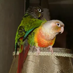 Seymour &  Pickles