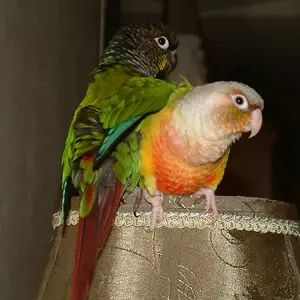 Seymour &  Pickles