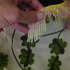 Something Is Wrong With My New 3 Week Yellow Ringneck