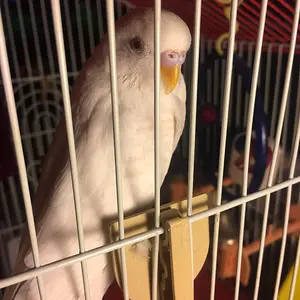 My Rescue Budgie Shiro