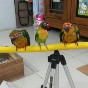 Conure's And Lovebird