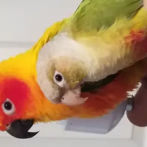 Cosmo & Ziggy
