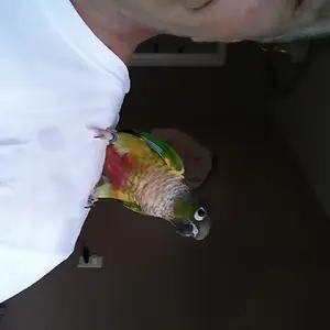 Coco The Yellow Sided Gcc