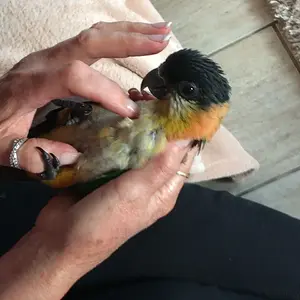 Baby Caique