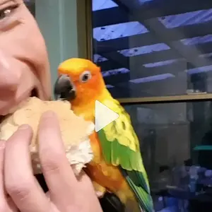 When You Have To Share Your Vegemite Roll....