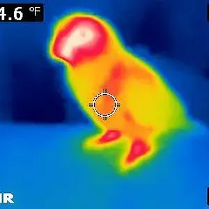 Thermal Image Of Clark