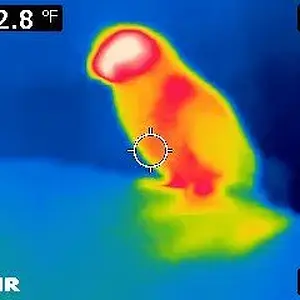 Thermal Image Of Clark