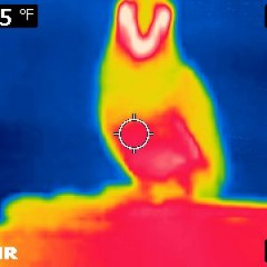Thermal Image Of Clark2