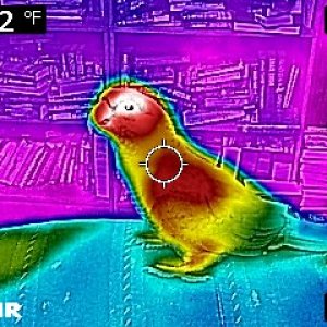 Thermal Image Of Clark 4