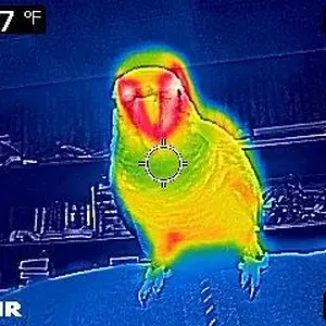 Thermal Images Of Clark