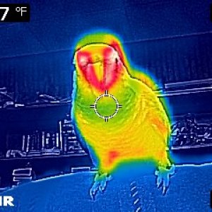 Thermal Images Of Clark