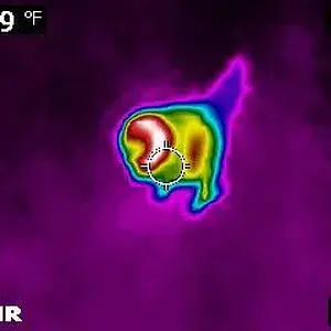 Thermal Image Of Clark