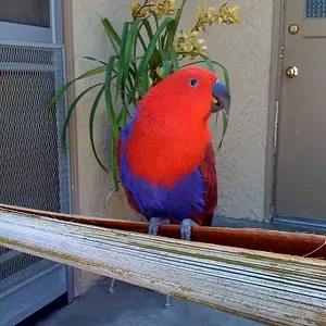 Media 'Our Girl' in category 'Eclectus'