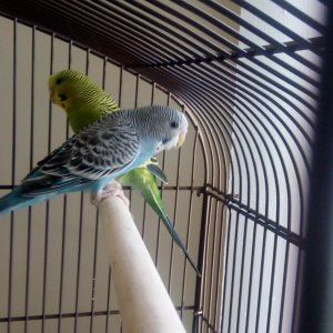 2 Parakeet Best-friends