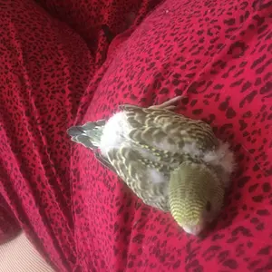 Budgie Love