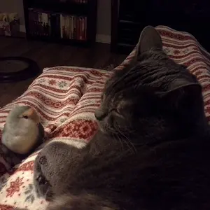 Lovey Kooter