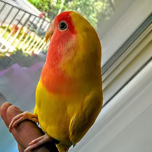 Lulu The Lovebird