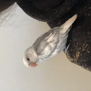 New Baby