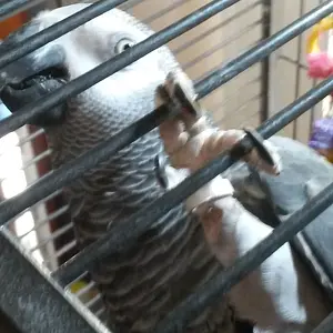 Media 'Gracie's Ring' in category 'Congo & Timneh Greys'