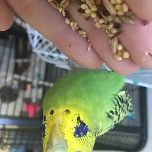 My Budgie;)