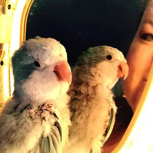 I Wanna Be A Cow-bird