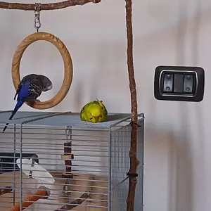 Kiko and Kiwi sleeping