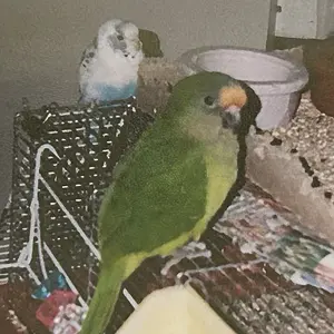 Media 'Buzzsaw_budgie_and Moonbase one_circa 2002.webp' in category 'Budgies, Parakeets, and Cockatiels'