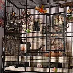 Media 'IMG_1478.webp' in category 'Budgies, Parakeets, and Cockatiels'