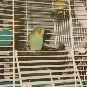 Proto circa 2000.webp