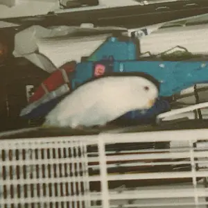 Shrayle circa 2000.webp